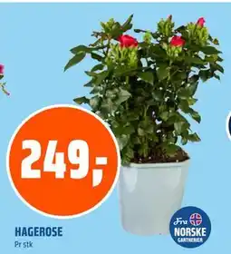 Coop Obs HAGEROSE tilbud