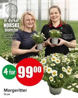 Spar Margeritter tilbud