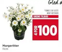 Meny Margeritter tilbud