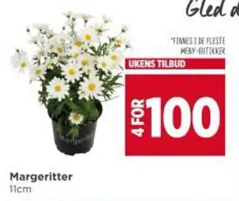 Meny Margeritter tilbud