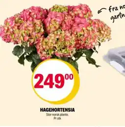 Coop Extra Hagehortensia tilbud
