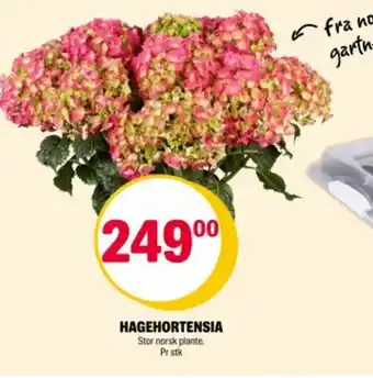 Coop Extra Hagehortensia tilbud