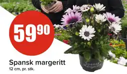 Spar Spansk margeritt tilbud