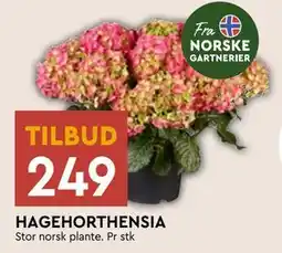 Coop Mega HAGEHORTHENSIA tilbud