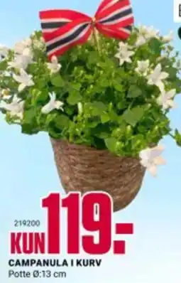 Europris CAMPANULA I KURV tilbud