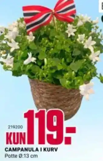 Europris CAMPANULA I KURV tilbud