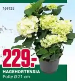 Europris HAGEHORTENSIA tilbud