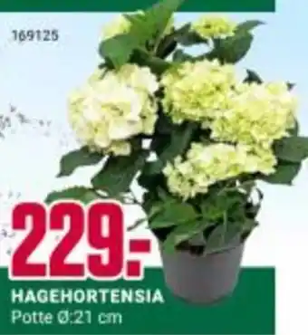 Europris HAGEHORTENSIA tilbud