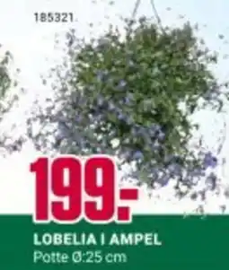 Europris LOBELIA I AMPEL tilbud