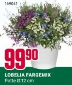 Europris LOBELIA FARGEMIX tilbud
