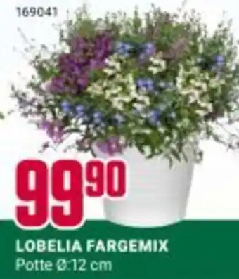 Europris LOBELIA FARGEMIX tilbud