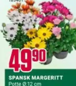 Europris SPANSK MARGERITT tilbud