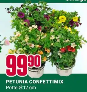 Europris PETUNIA CONFETTIMIX tilbud