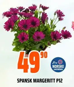 Obs Bygg SPANSK MARGERITT P12 tilbud