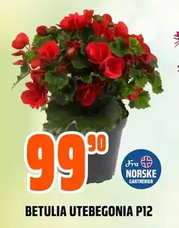 Obs Bygg BETULIA UTEBEGONIA P12 tilbud