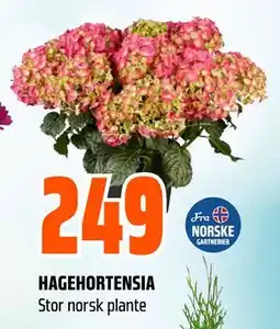 Obs Bygg HAGEHORTENSIA tilbud