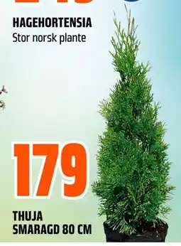 Obs Bygg THUJA SMARAGD 80 CM tilbud