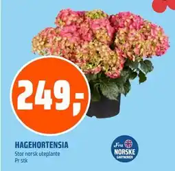 Coop Obs HAGEHORTENSIA tilbud