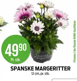 Kiwi SPANSKE MARGERITTER tilbud