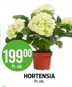 Kiwi HORTENSIA tilbud