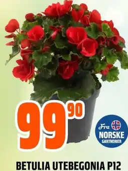 Coop Obs BETULIA UTEBEGONIA P12 tilbud