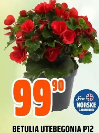 Coop Obs BETULIA UTEBEGONIA P12 tilbud