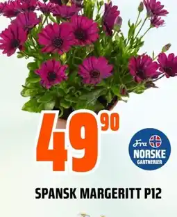 Coop Obs SPANSK MARGERITT P12 tilbud
