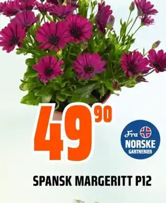 Coop Obs SPANSK MARGERITT P12 tilbud