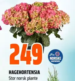 Coop Obs HAGEHORTENSIA Stor norsk plante tilbud