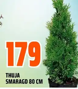 Coop Obs THUJA SMARAGD tilbud