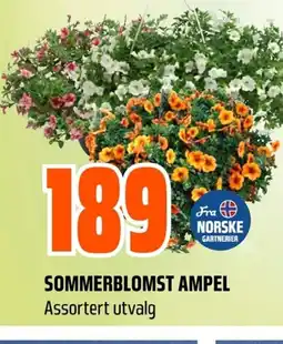 Coop Obs SOMMERBLOMST AMPEL Assortert utvalg tilbud