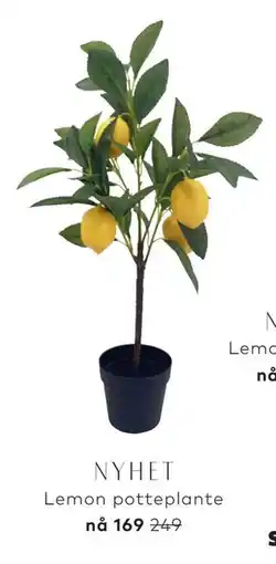 Skeidar Lemon potteplante tilbud
