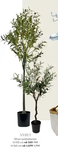 Skeidar Oliven potteplanter tilbud