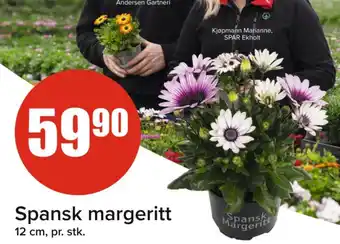 Spar Spansk margeritt tilbud