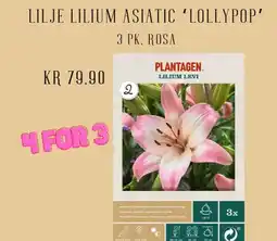 Plantasjen Lilje lilium asiatic 'lollypop' tilbud