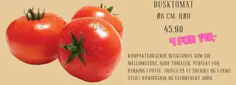 Plantasjen Busktomat tilbud