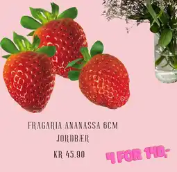 Plantasjen Fragaria ananassa 6cm jordbær tilbud