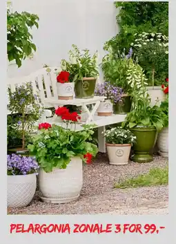 Plantasjen Pelargonia zonale tilbud