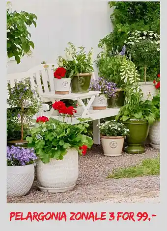 Plantasjen Pelargonia zonale tilbud