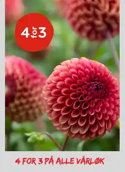 Plantasjen På alle vårløk tilbud