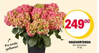 Coop Extra Hagehortensia tilbud