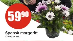 Spar Spansk margeritt tilbud