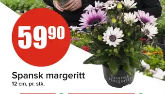 Spar Spansk margeritt tilbud