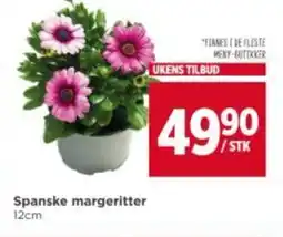 Meny Spanske margeritter tilbud