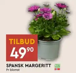 Coop Mega SPANSK MARGERITT tilbud