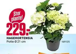 Europris HAGEHORTENSIA tilbud