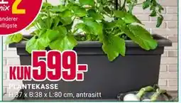 Europris PLANTEKASSE tilbud
