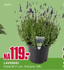 Europris LAVENDEL tilbud