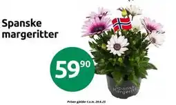 Joker Spanske margeritter tilbud