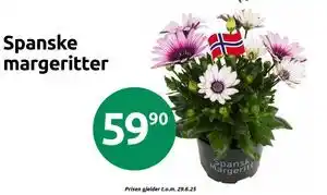 Joker Spanske margeritter tilbud